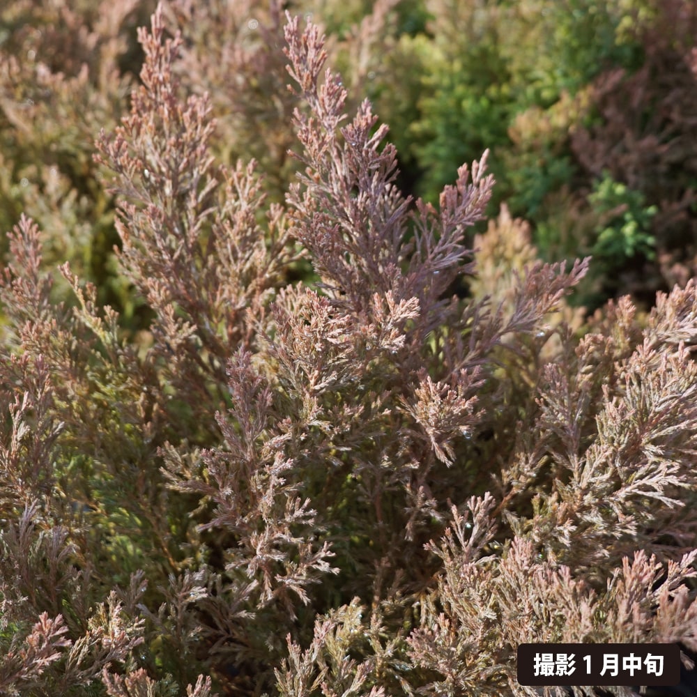 コニファー ライムグロウ 1