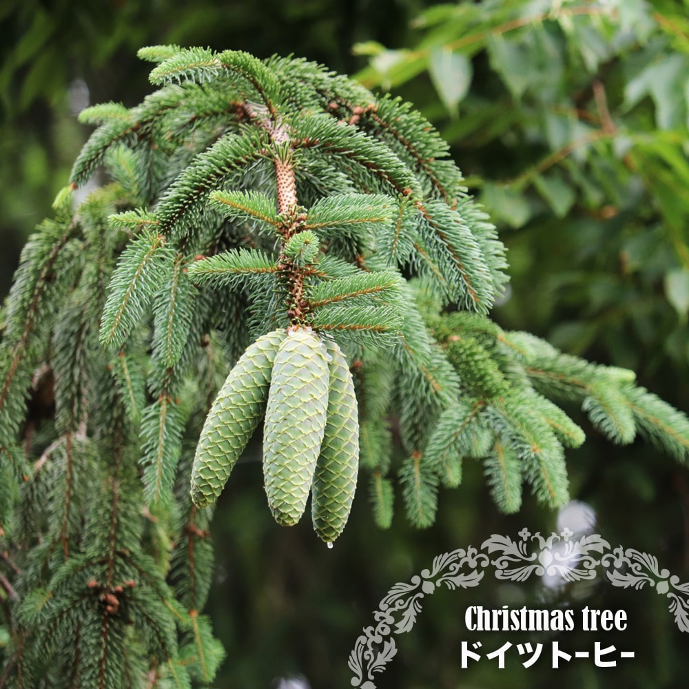 クリスマスツリー もみの木 ドイツトーヒー 挿し木 4号ポット苗 | 苗木