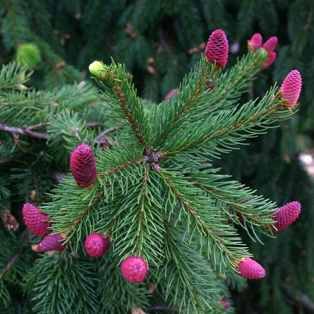 クリスマスツリー もみの木 ドイツトーヒー 挿し木 4号ポット苗 | 苗木