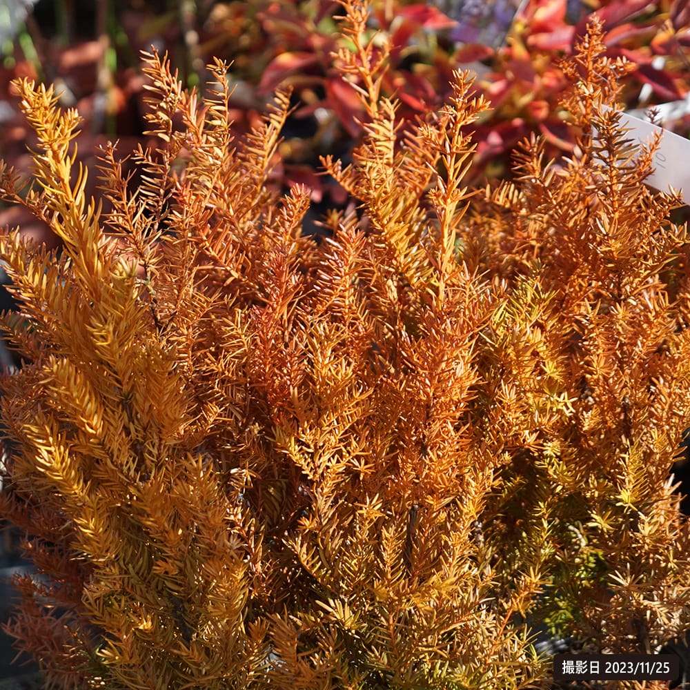 イチイ イチイ 3