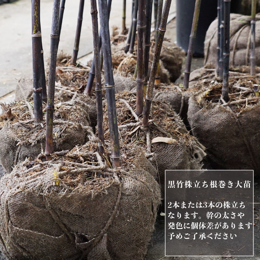 タケ クロチク 苗 販売 苗木部 By 花ひろばオンライン
