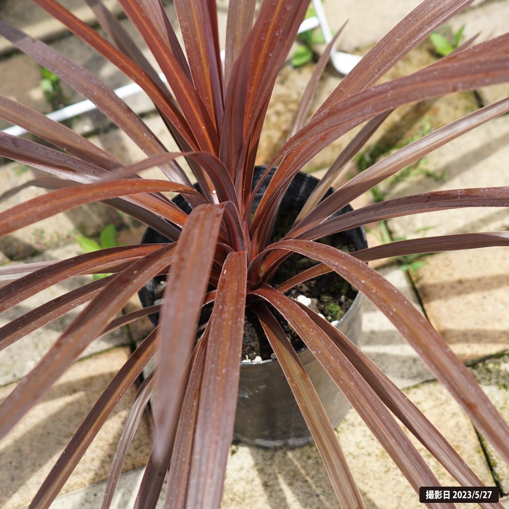 コルジリネ レッドスター 3