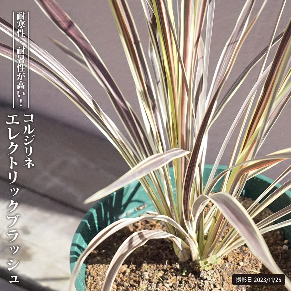 コルジリネ エレクトリックフラッシュ 