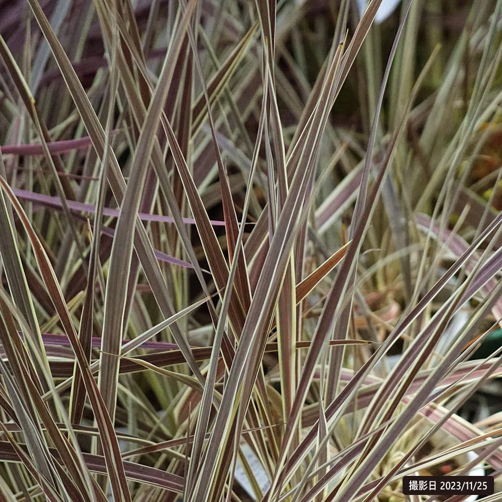 コルジリネ エレクトリックフラッシュ 1