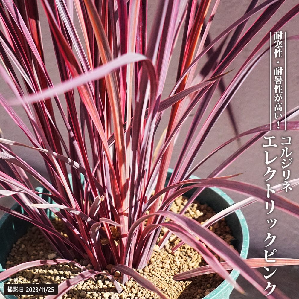 コルジリネ オーストラリス エレクトリックピンクの通販 苗木部 By 花