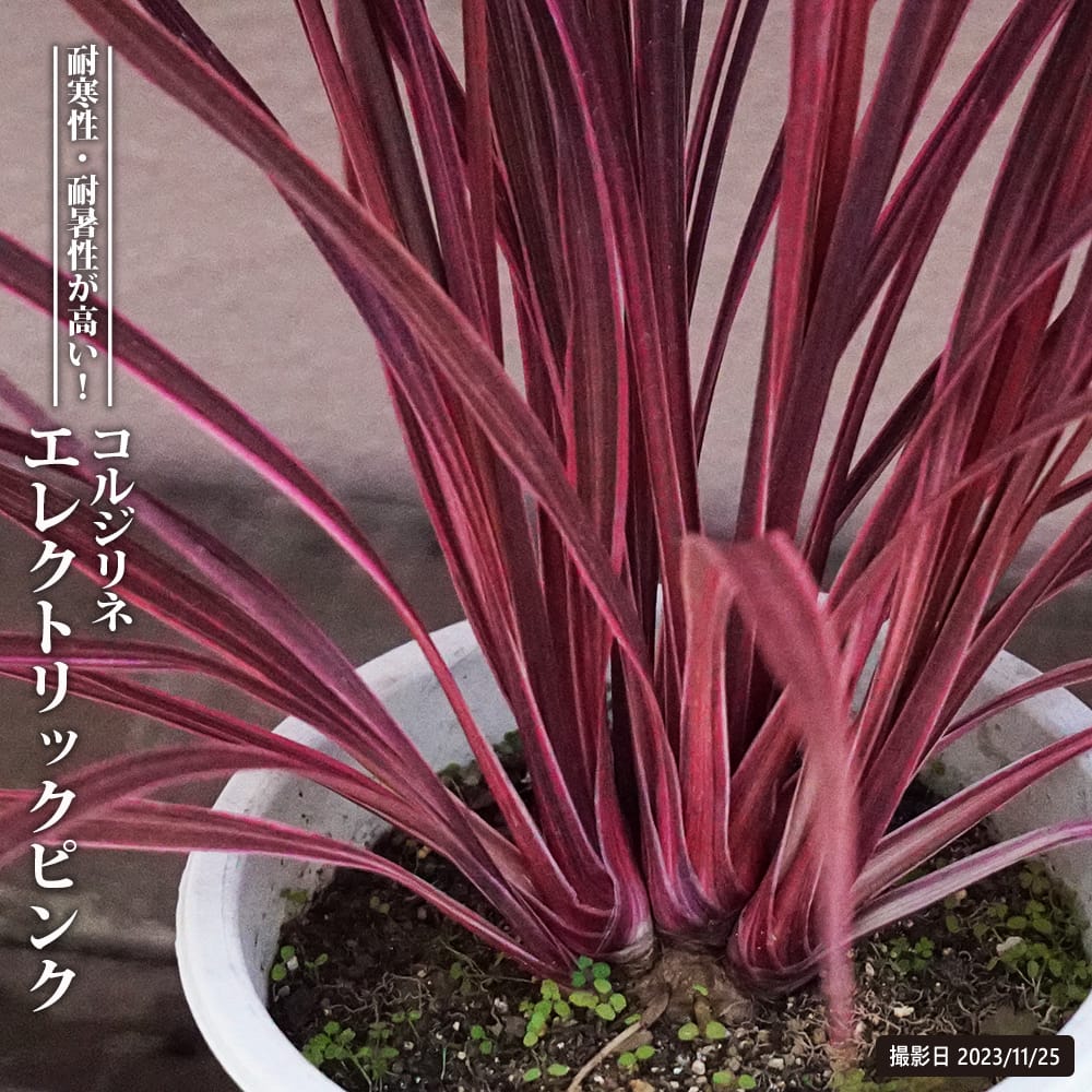コルジリネ エレクトリックピンク 1