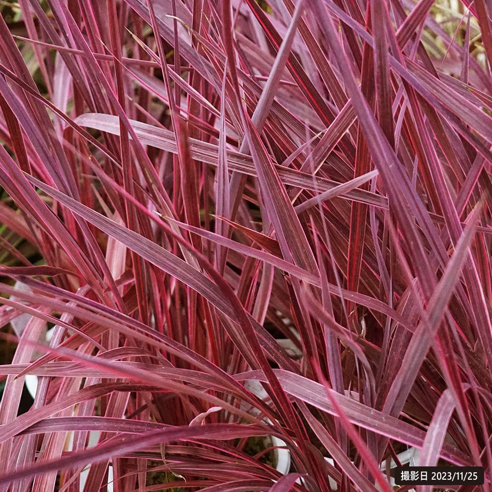 コルジリネ オーストラリス エレクトリックピンクの通販 苗木部 By 花