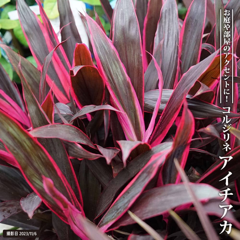 コルジリネ アイチアカ 