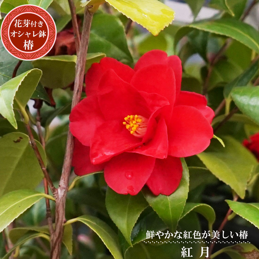 椿 紅月の通販 おすすめ 苗木部 By 花ひろばオンライン