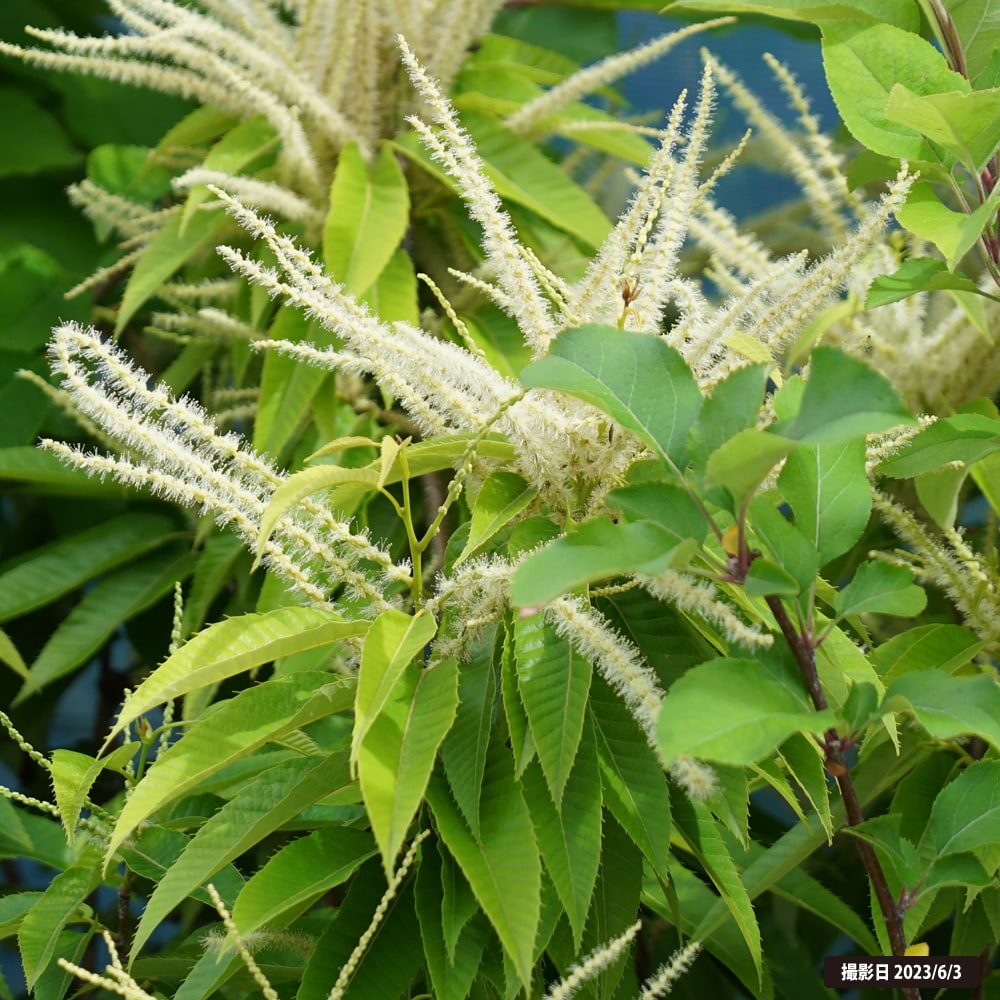 栗 極早生大丹波 1