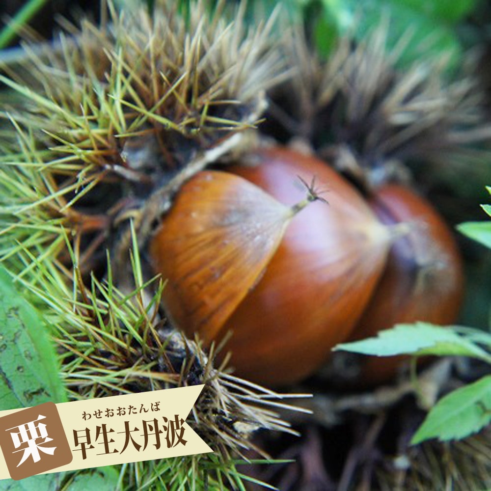 栗 極早生大丹波 