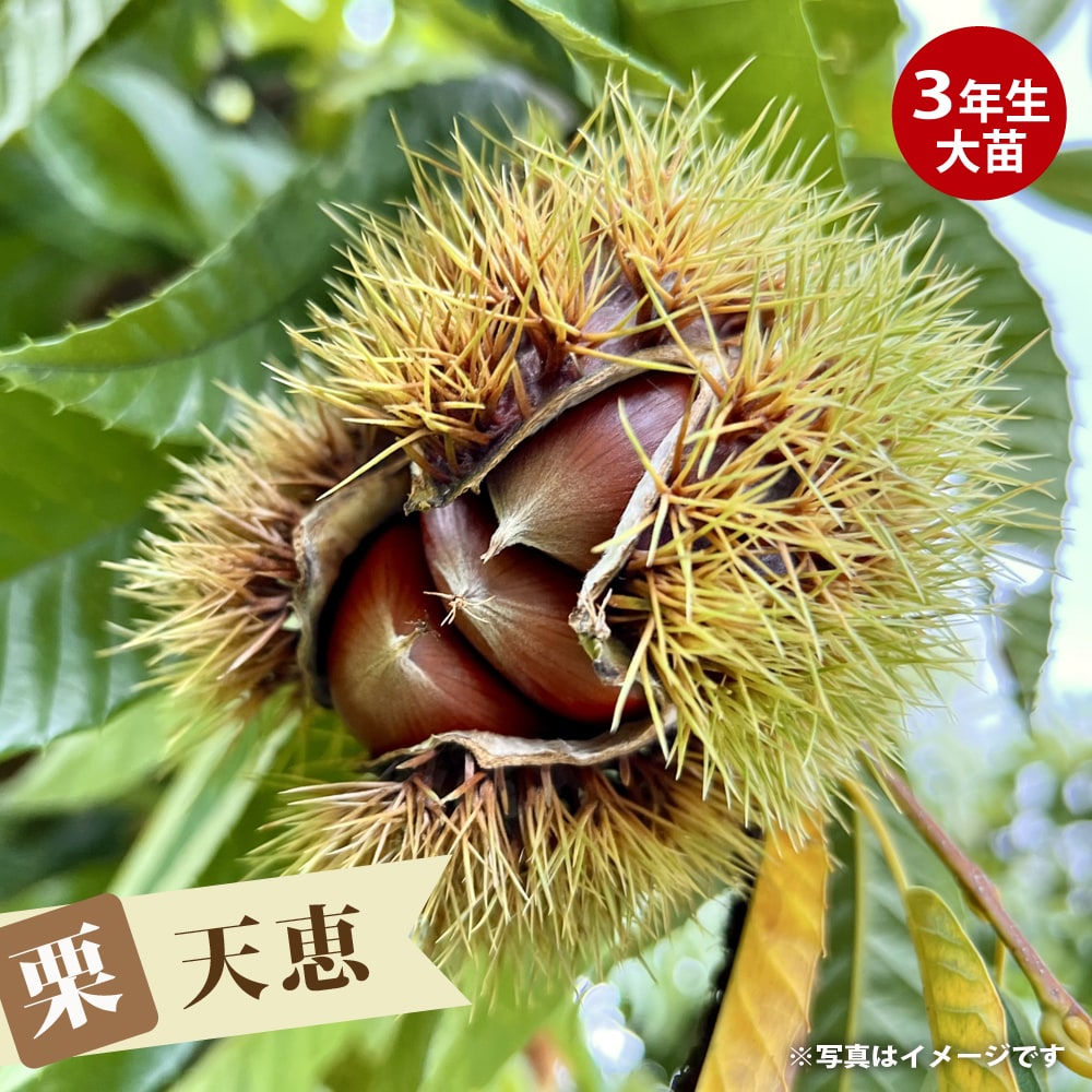 栗 天恵 