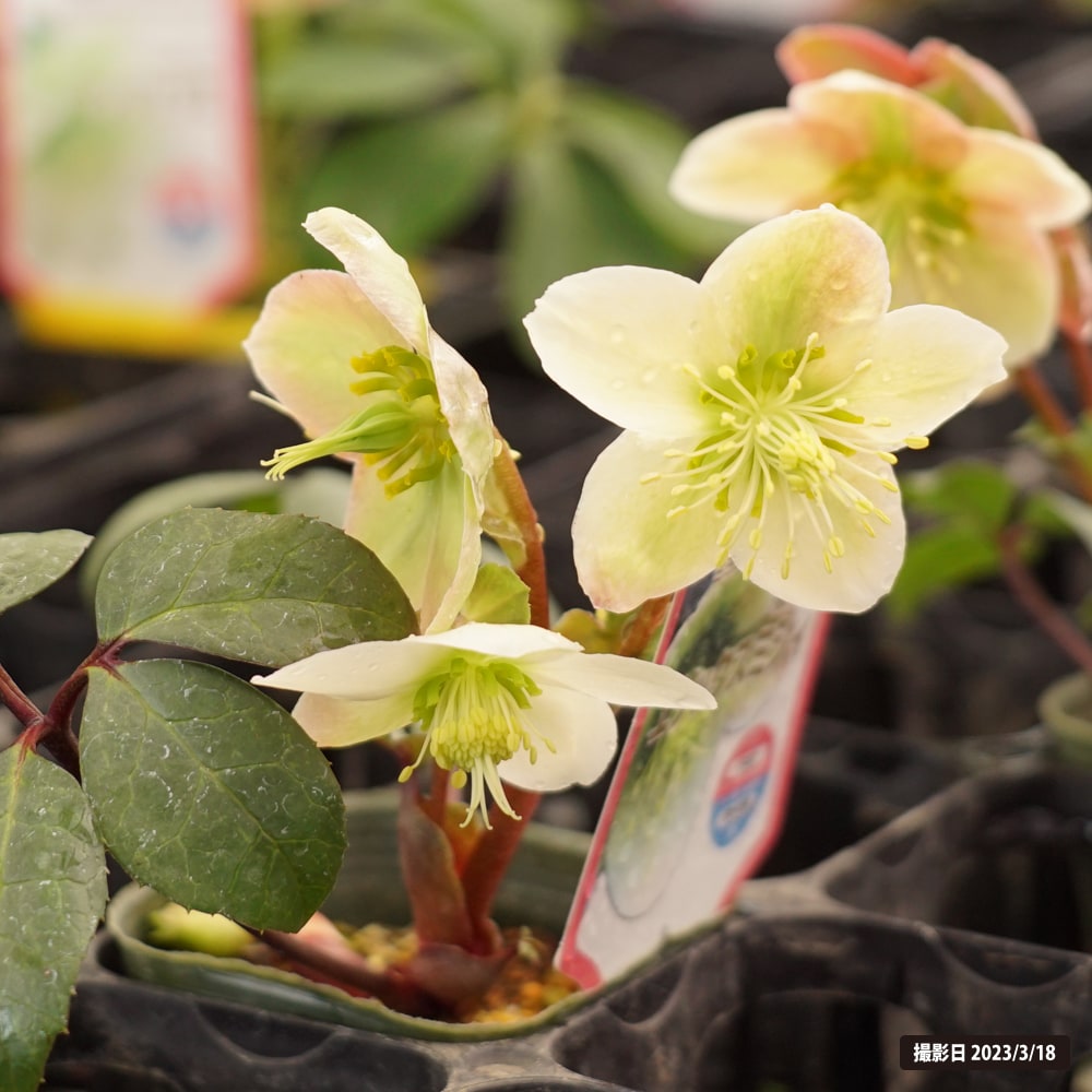 クリスマスローズ エリックスミシィ 苗 販売 苗木部 By 花ひろばオンライン