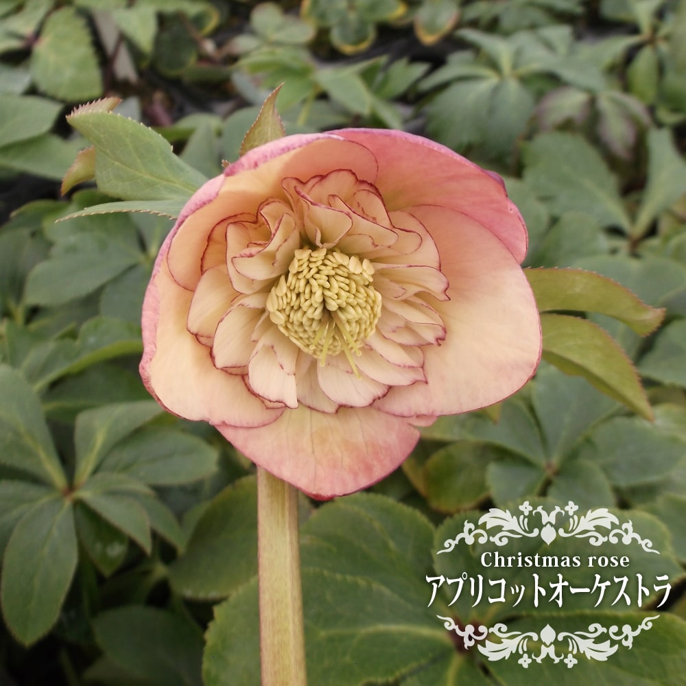 クリスマスローズ アプリコット オーケストラの通販 苗木部 By 花