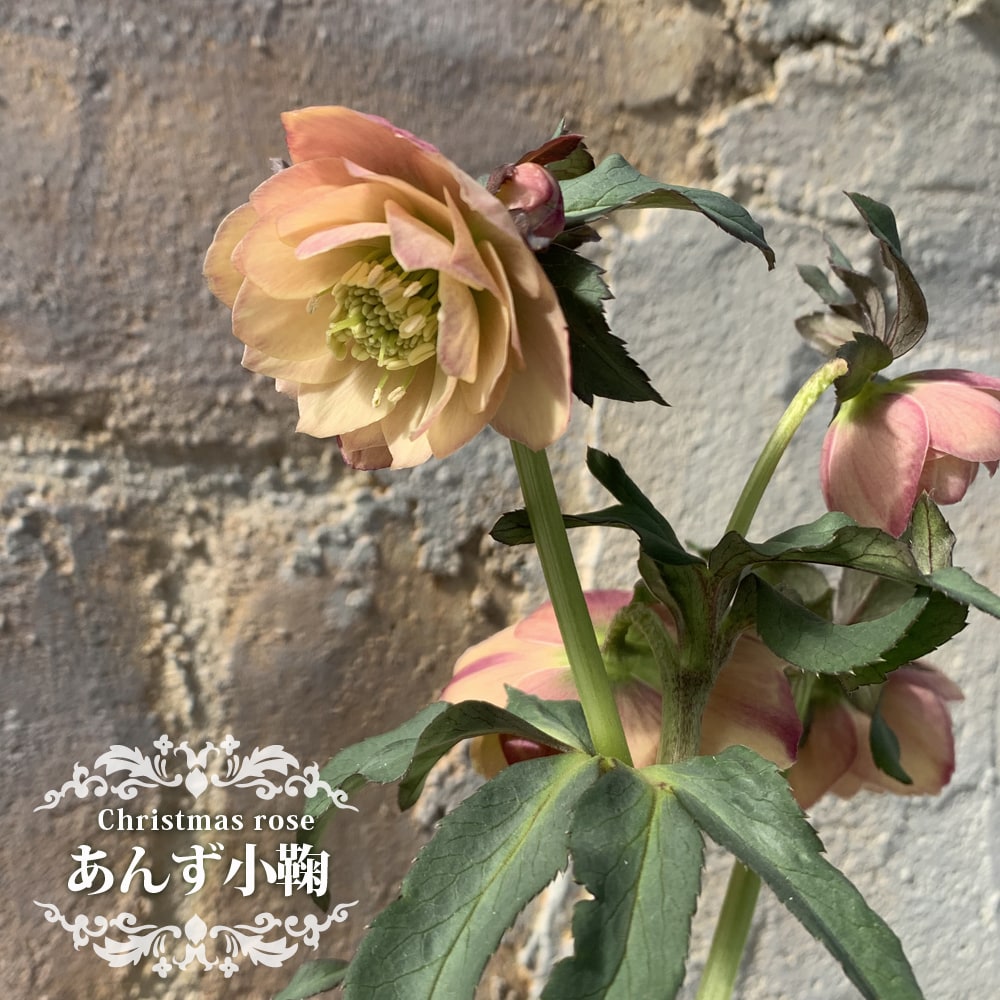 クリスマスローズ あんず小鞠の通販 苗木部 By 花ひろばオンライン