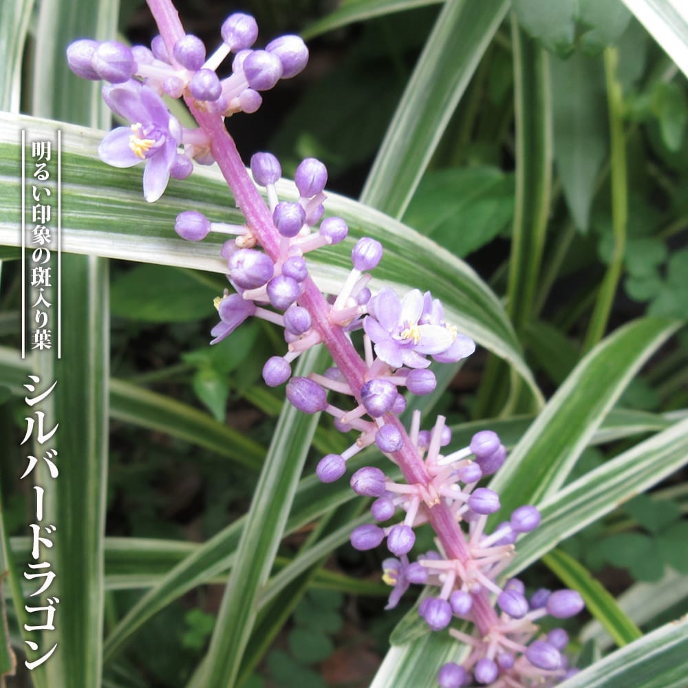  シルバードラゴン 