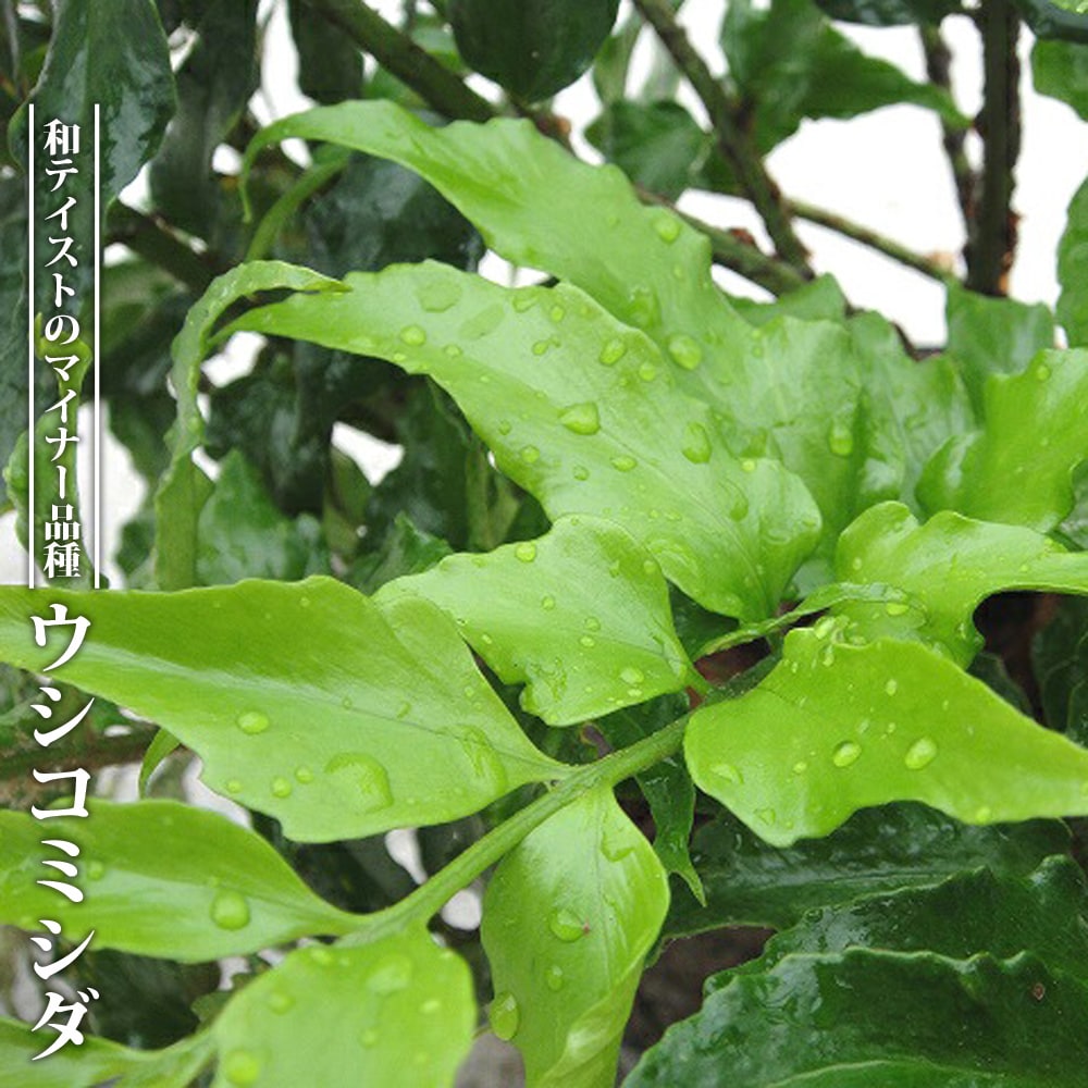 シダ ウシコミシダ 