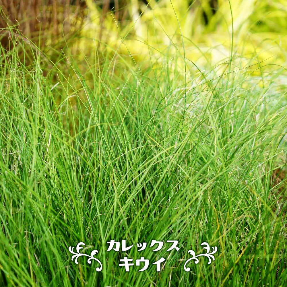 カレックス キウイ 