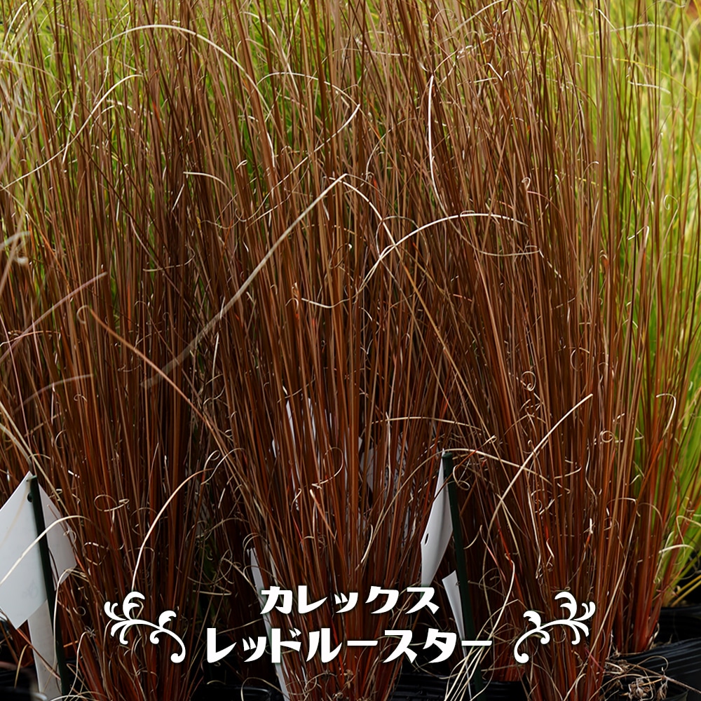 カレックス レッドルースター 