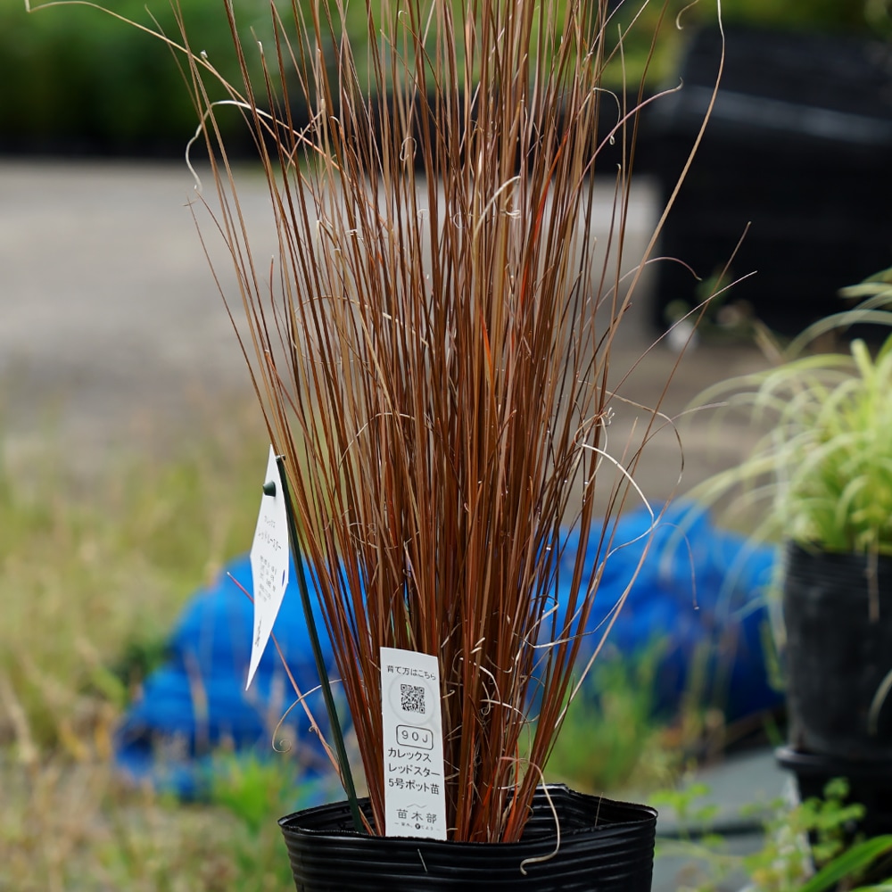 カレックス レッドルースター 1