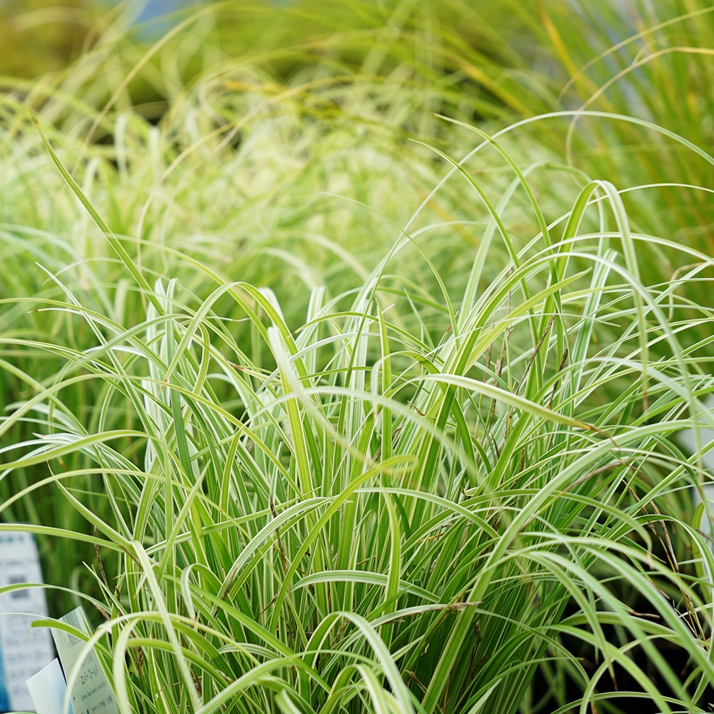 カレックス エバーゴールド 2