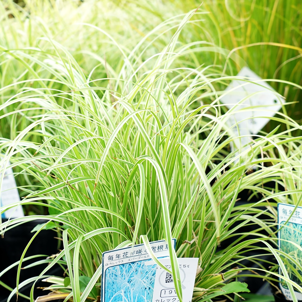 カレックス エバーゴールド 1