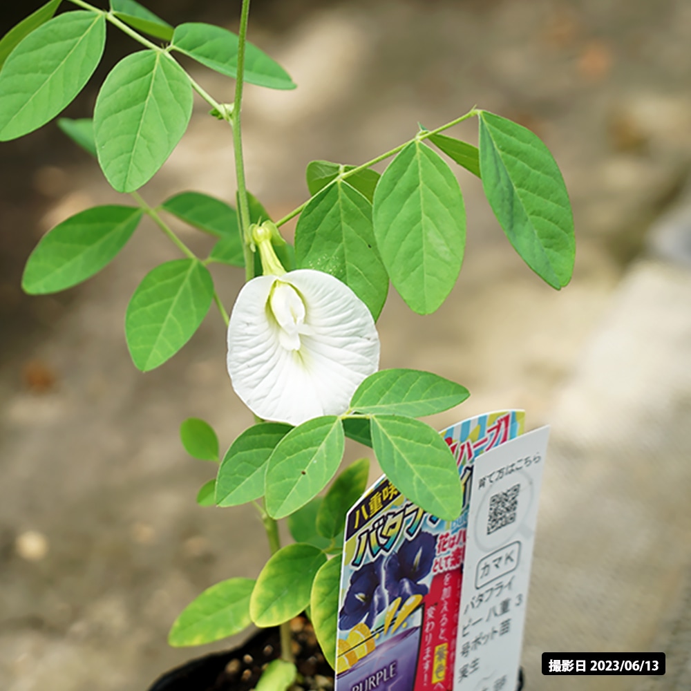 バタフライピー バタフライピー 3