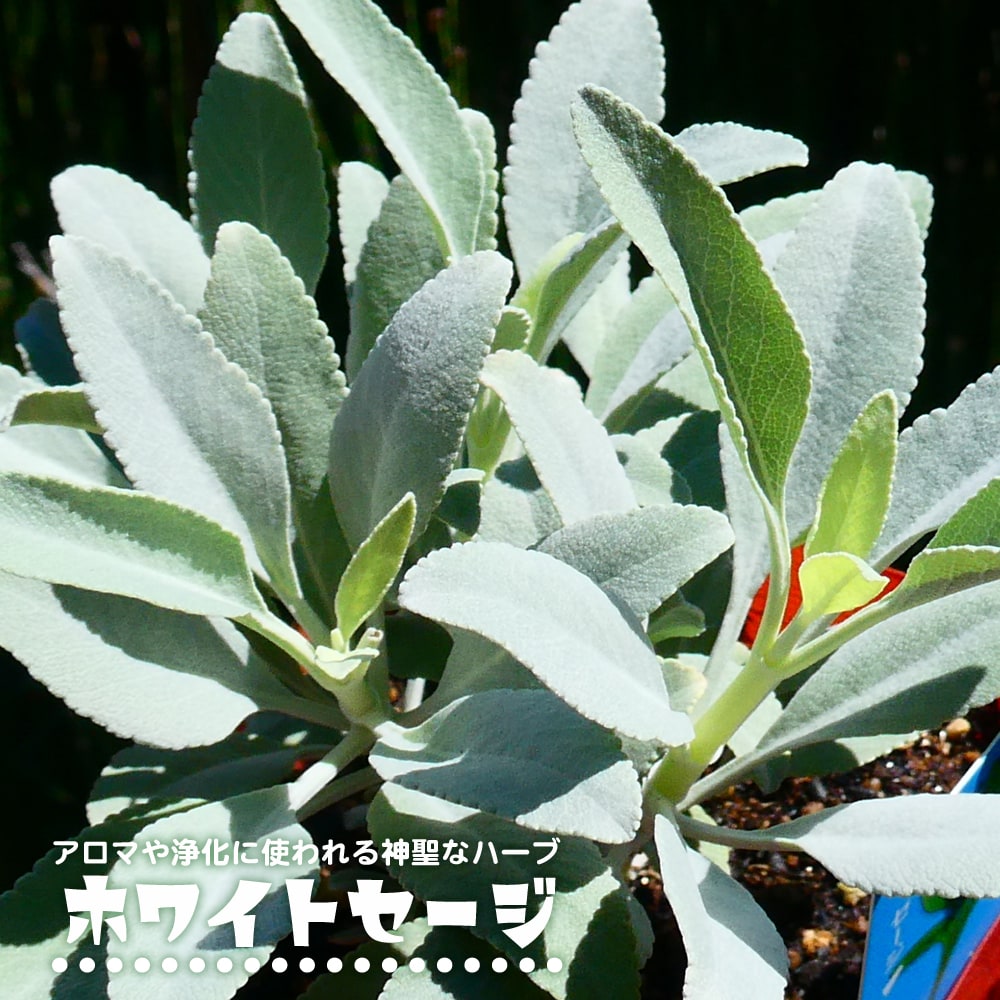 サルビア カリフォルニア ホワイトセージ 苗 販売 苗木部 By 花ひろば