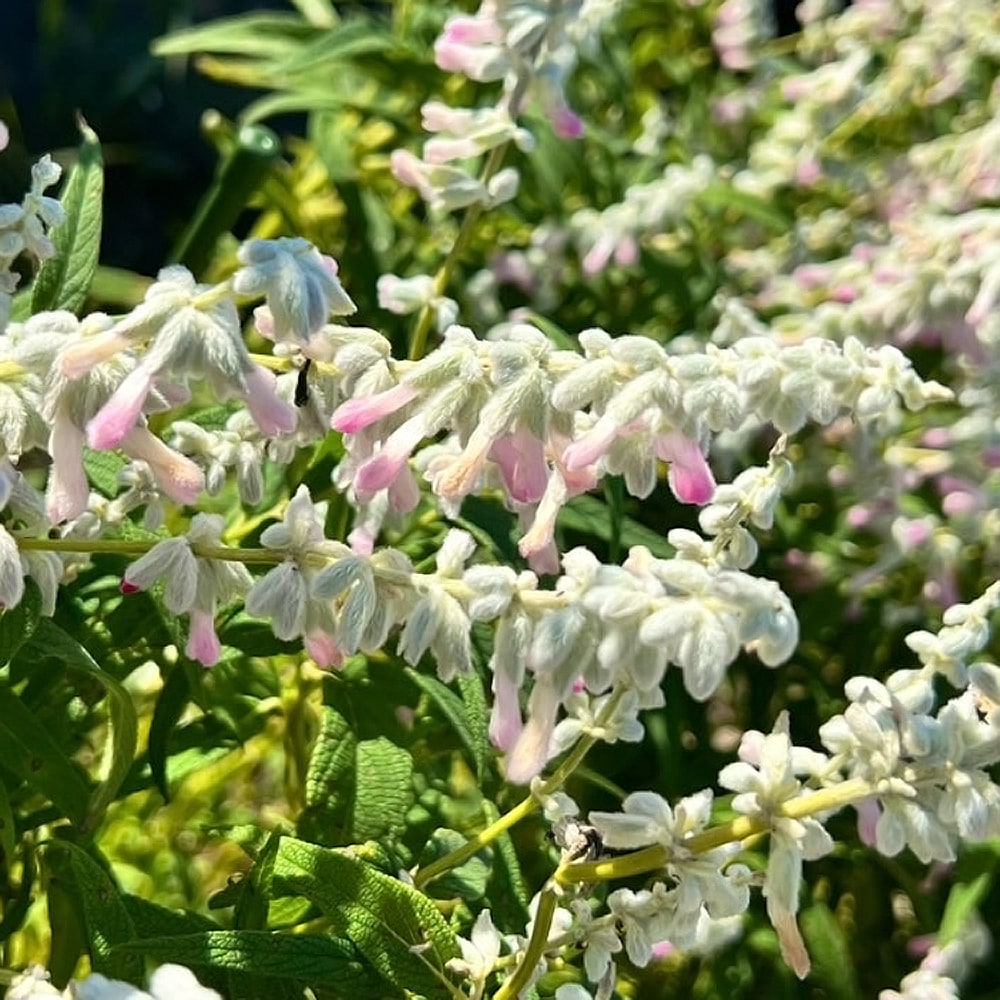 サルビア カリフォルニア ホワイトセージ 1