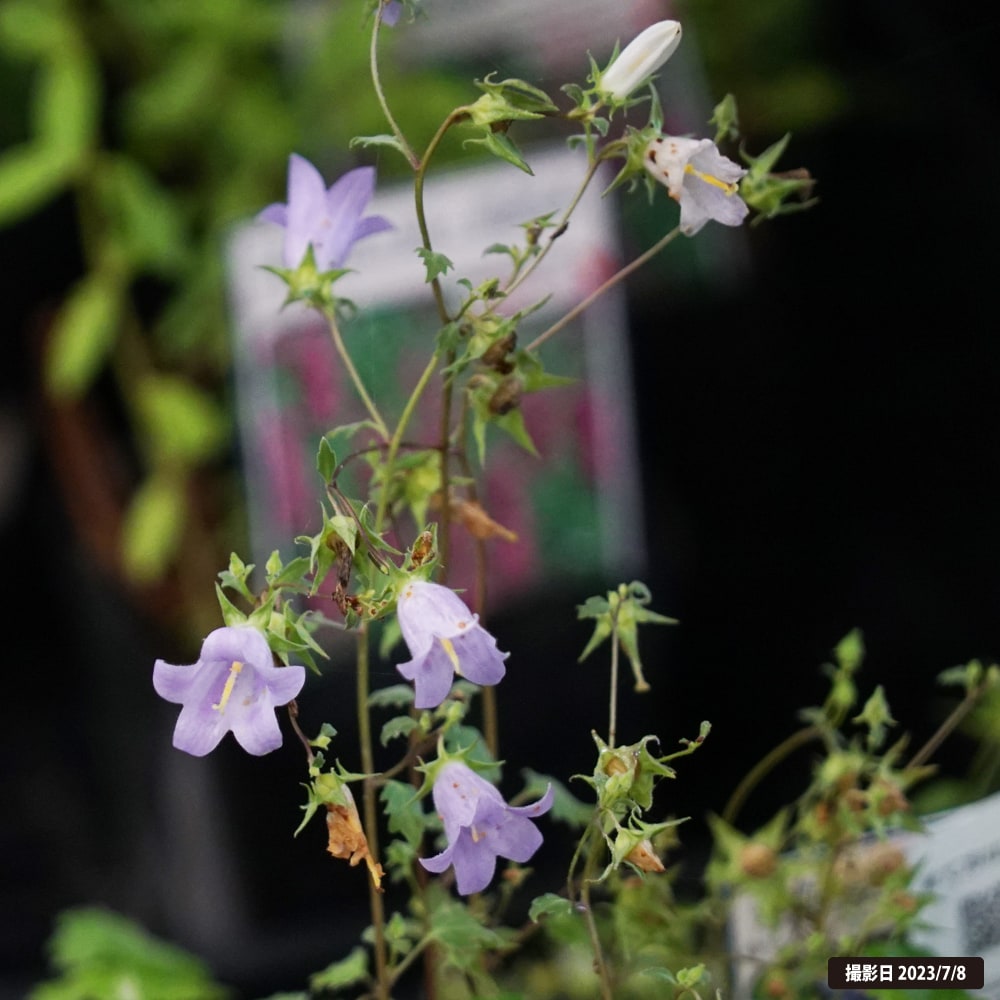 シムフィアンドラ ザンゼグラ 1