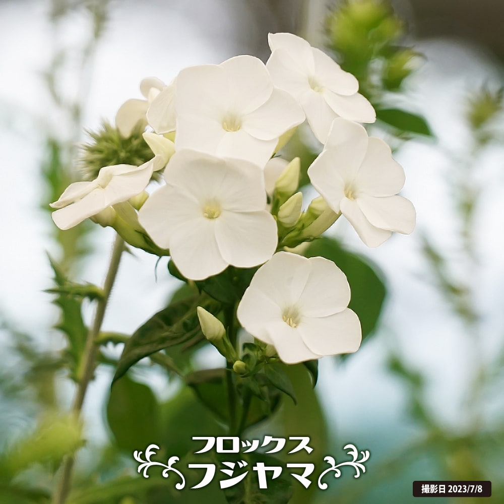 フロックス フジヤマ 