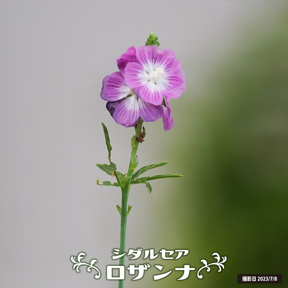 シダルセア ロザンナ 