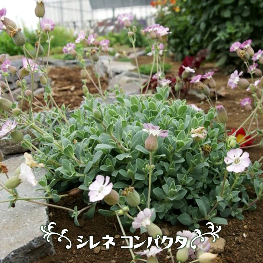 シレネ コンパクタ 