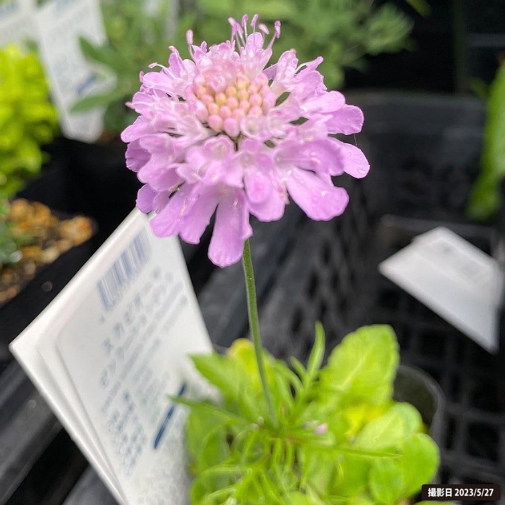 スカビオーサ ピンクーションピンク 