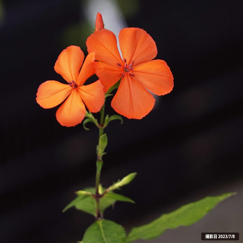 マツモトセンノウ  1