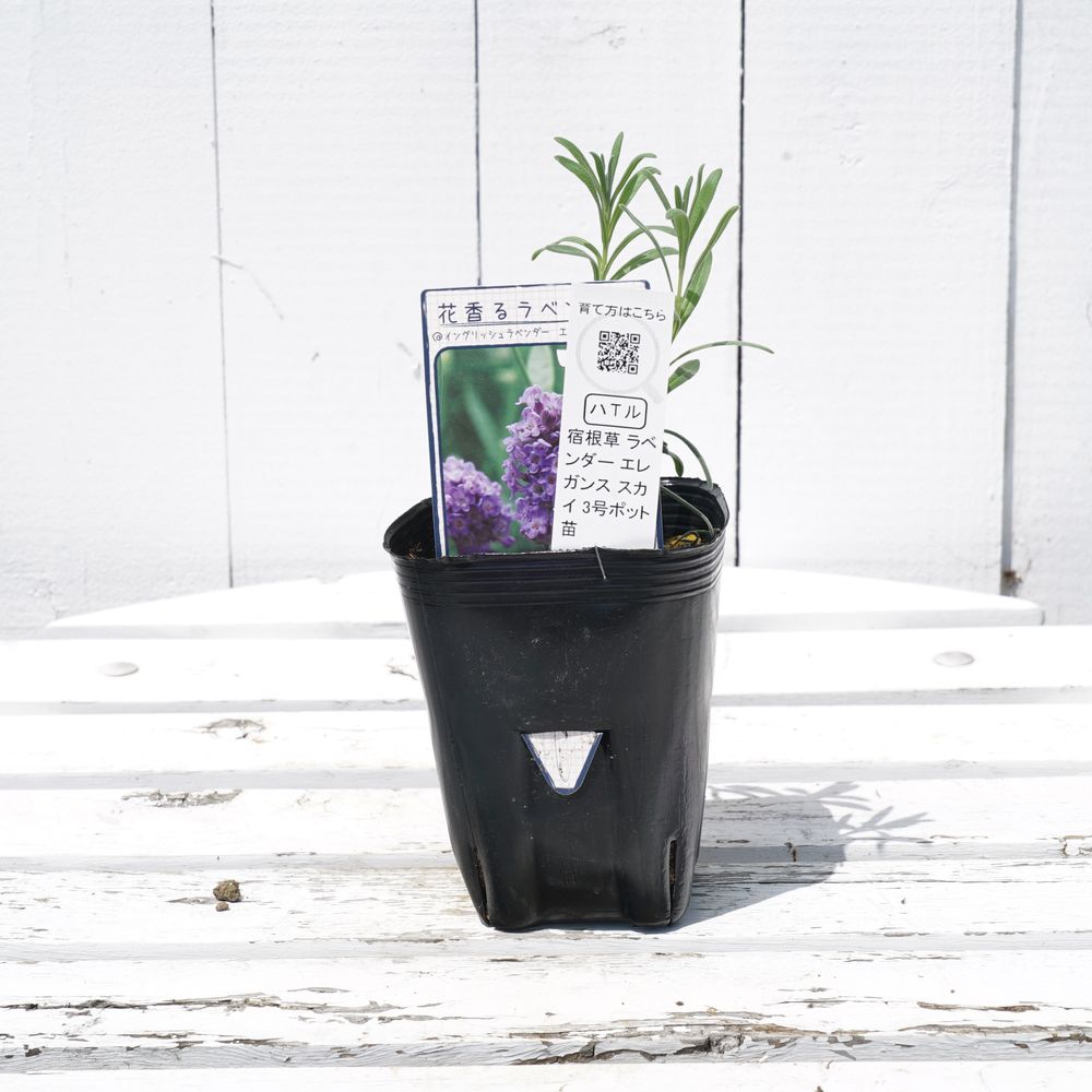 ラベンダー エレガンススカイ 