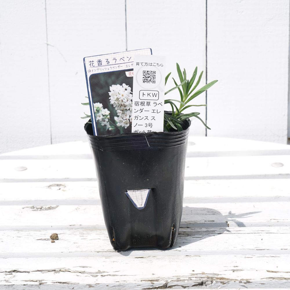 ラベンダー エレガンススノー 