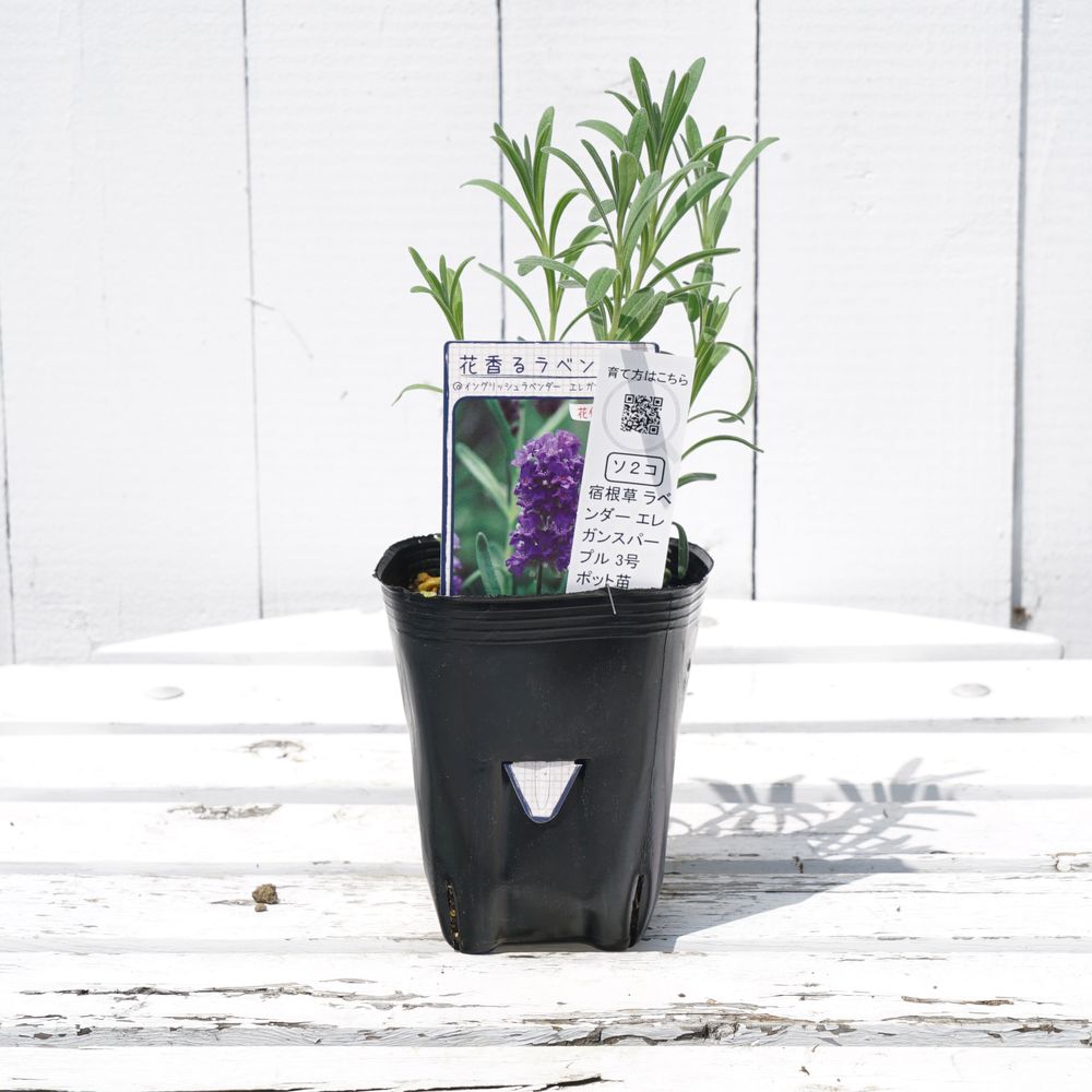 ラベンダー エレガンスパープル 