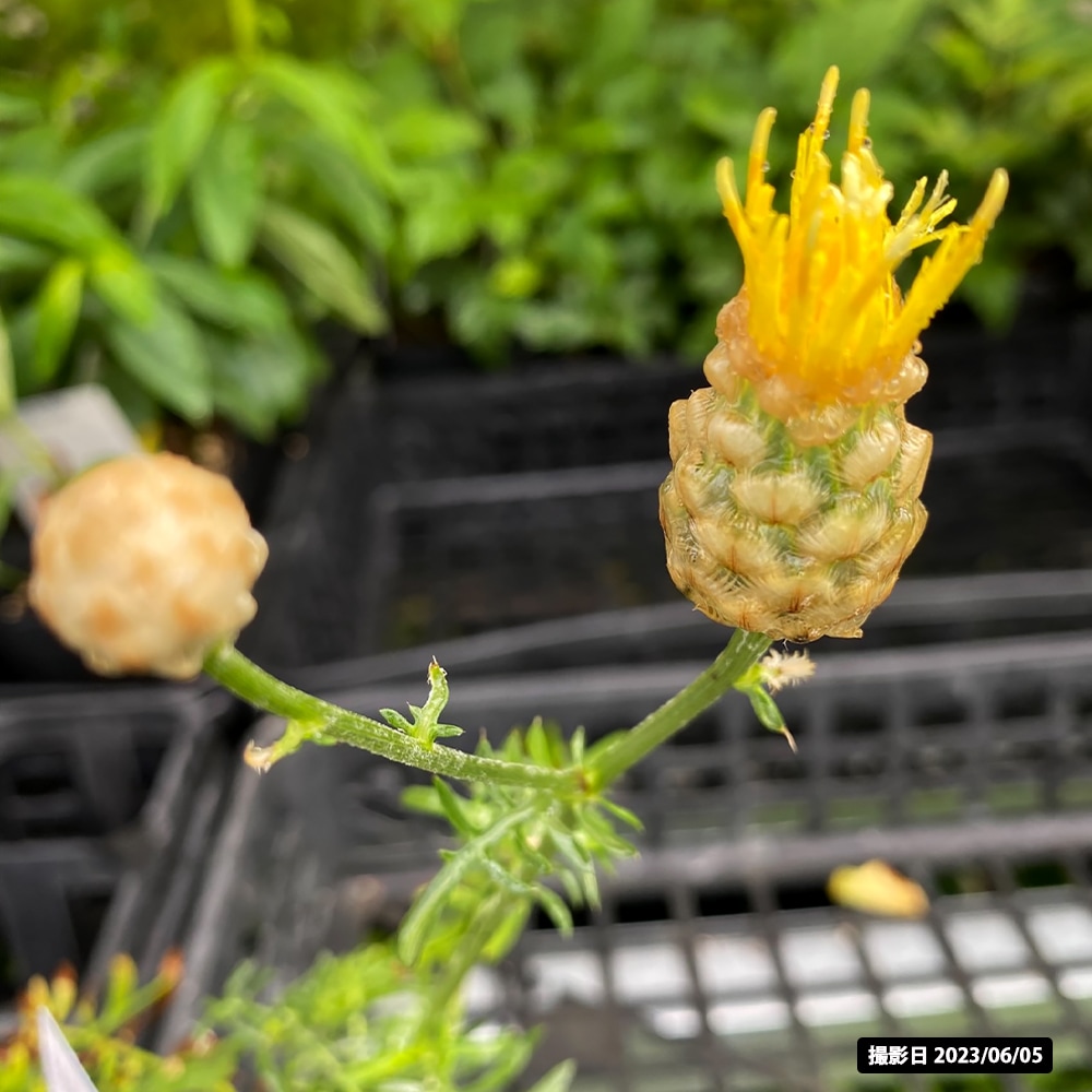 セントーレア オリエンタリス 2