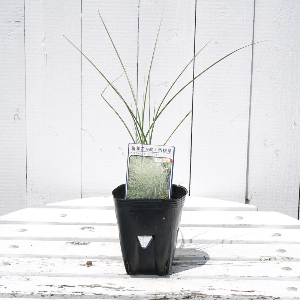 イトススキ モーニングライト 