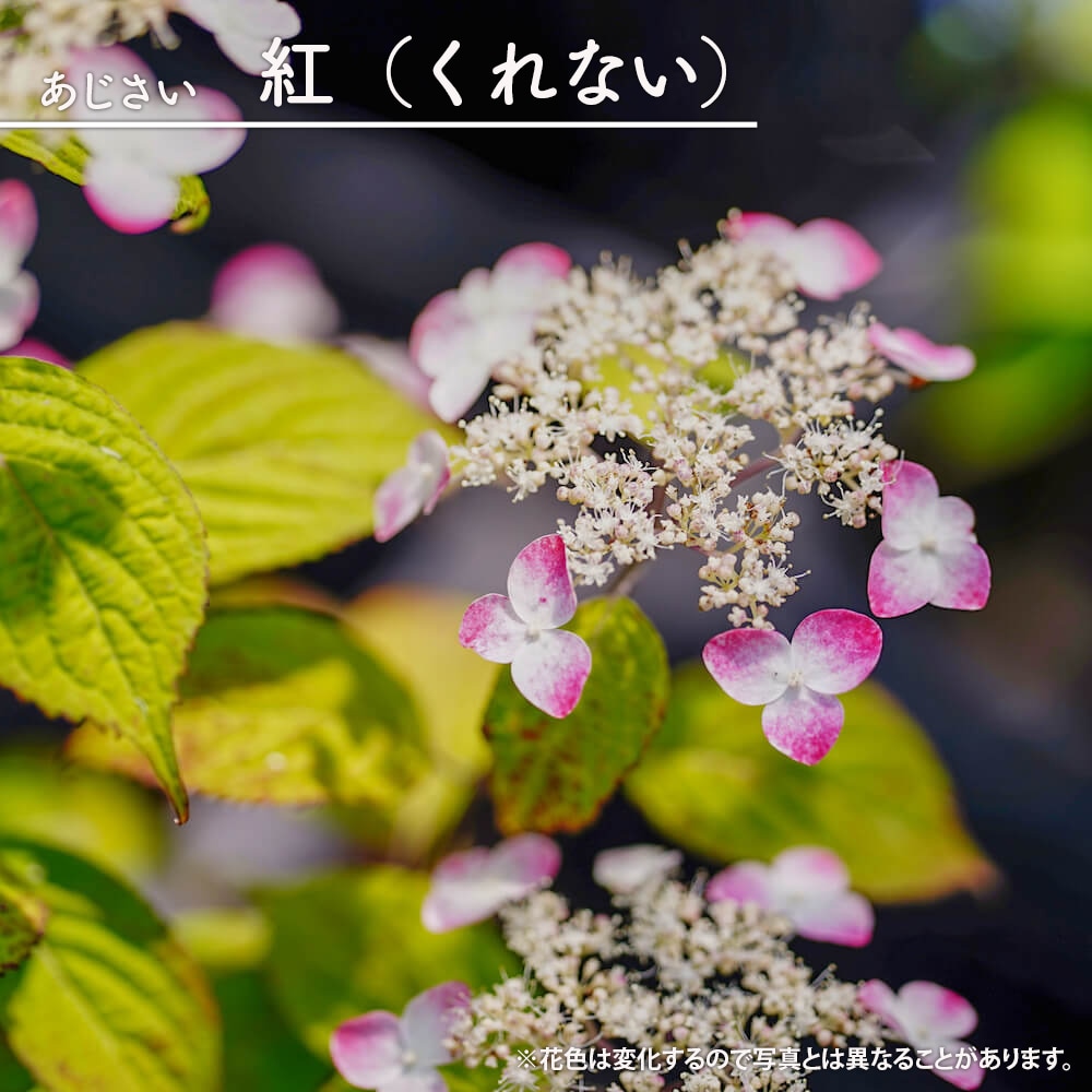 ヤマアジサイ 紅 苗 通販 苗木部 By 花ひろばオンライン