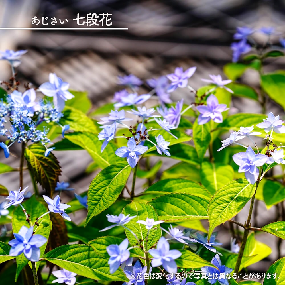 アジサイ 七段花 