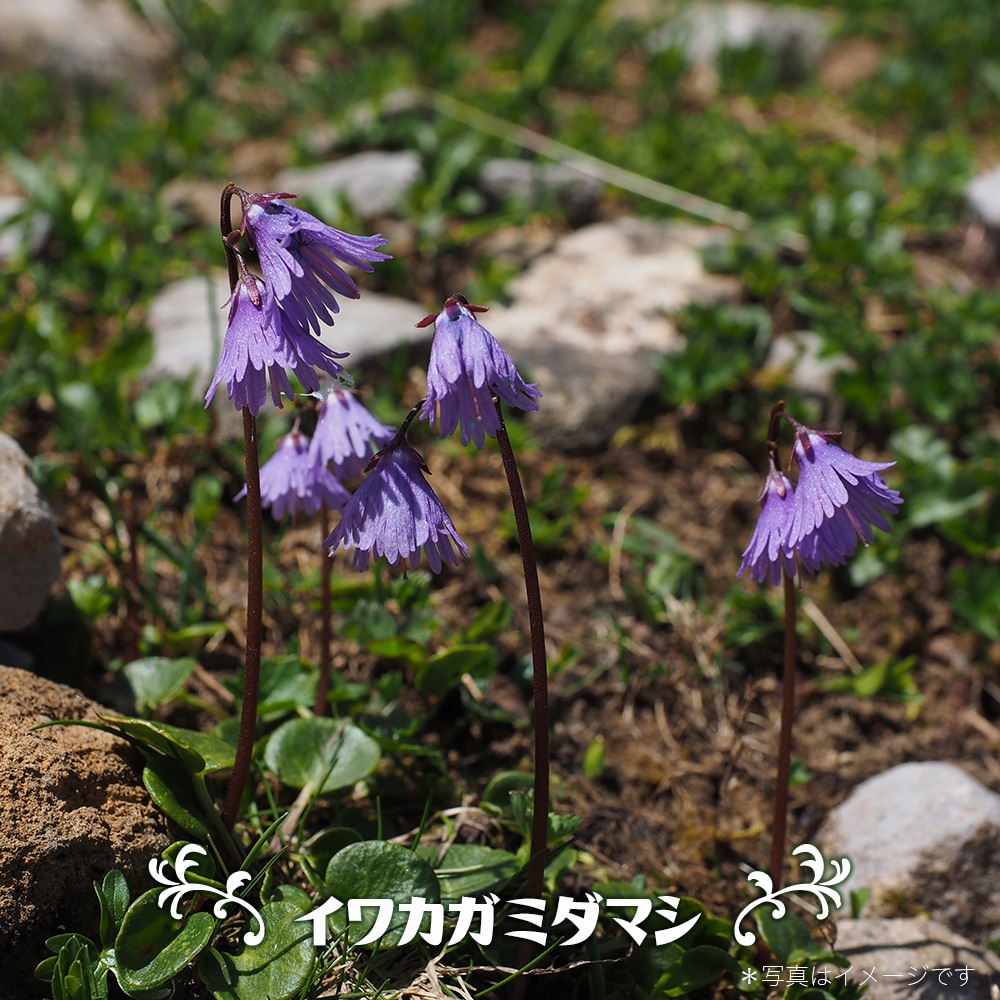 イワカガミダマシ イワカガミダマシ 