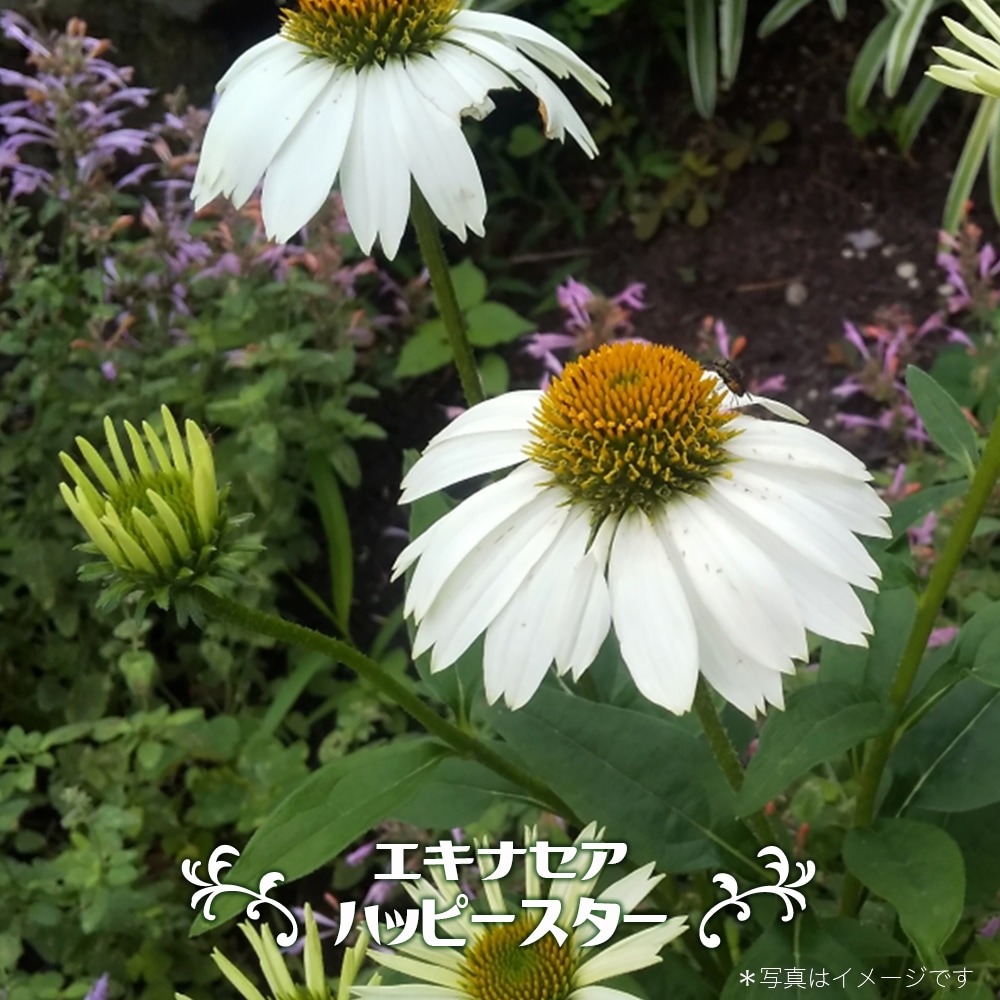 エキナセア ハッピースター 1