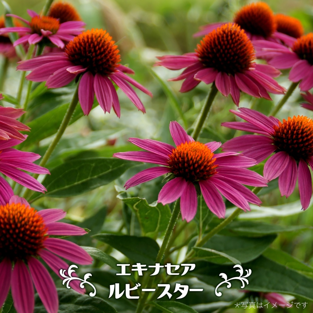 エキナセア ルビースター 