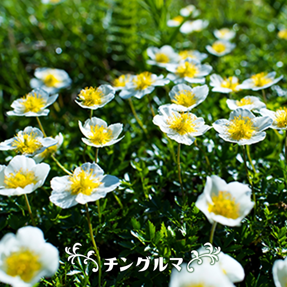 チングルマ チングルマ 