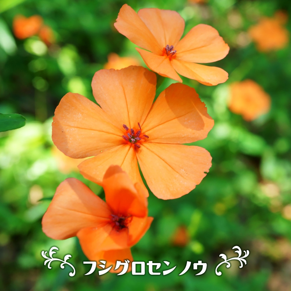 フシグロセンノウ 