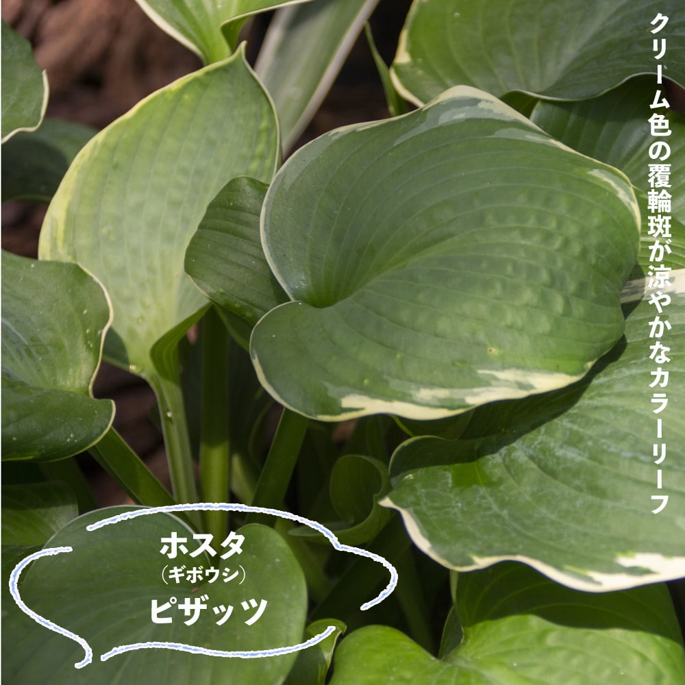 ホスタ ピザッツ 