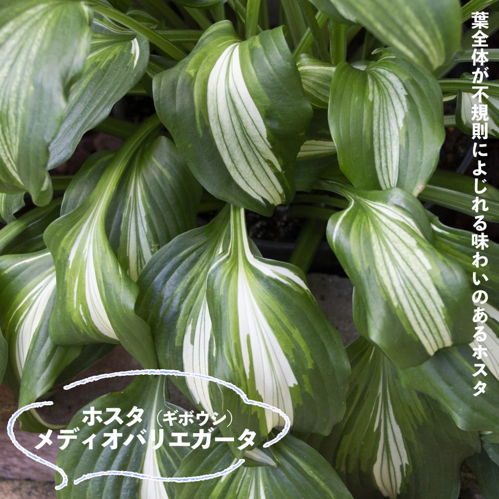 ホスタ メディオバリエガータ 