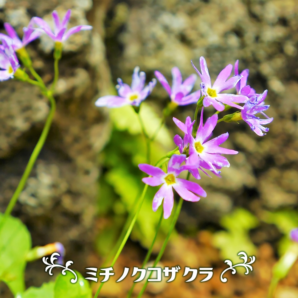 サクラソウ ミチノクコザクラ 